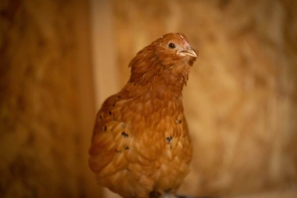 Quelles fleurs pour un jardin parfumé en appartement ?