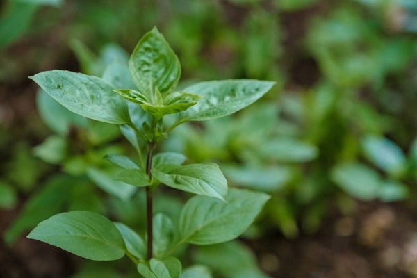 Les astuces pour un jardinage durable en ville ?