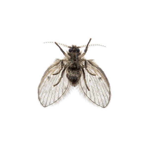 Se débarrasser des mouches de drain : conseils pour agir de manière efficace et naturelle